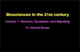 Lecture 1: Neurons, Synapses, and Signalinginbios21/PDF/Fall2011/Burger_09052012.pdf · Lecture 1: Neurons, Synapses, and Signaling Dr. Michael Burger. Outline: 1. Why neuroscience?