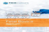 Fetal Bovine Serum - TICO Europe · 2018-02-22 · Fetal Bovine Serum is the serum produced from the blood ... tissues and organs in research applica-tions due to its broad applicability: