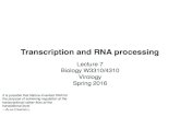 Transcription and RNA processing · Transcription and RNA processing Lecture 7 Biology W3310/4310 Virology Spring 2016 ... in eukaryotic cells. Like the 5′ cap, the 3′ poly(A)