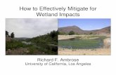 Ambrose How to effectively mitigate for wetland impacts ... · How to Effectively Mitigate for Wetland Impacts Richard F. Ambrose University of California, Los Angeles. University