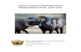 SOUTH DAKOTA BIGHORN SHEEP MANAGEMENT PLAN, 2018 … · bighorn sheep were “practically cleared out of the Black Hills by about 1887, though a few lingered on till 1899 when the
