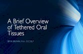 Tethered Oral Tissues WVSHA 2020 · 2020-03-12 · • Orofacial myofunctional disorders (OMDs) are patterns involving oral and orofacial musculature that interfere with normal growth,