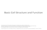 Basic Cell Structure and Functionitc.gsw.edu/faculty/bcarter/ISCI/cell.pdf · Basic Cell Structure and Function ... The DNA is, of course, the material responsible for directing the