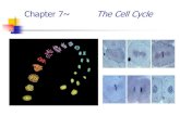 Chapter 12~ The Cell Cycle › cms › lib04 › VA01000023 › Centricity › … · Chromatin condenses visible chromosomes ... key cellular processes have been completed correctly