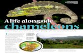 A life alongside chameleons - Arcadia Reptile...chameleons T here is so much to be excited about in modern-day reptile keeping. Our knowledge base about reptiles and their requirements