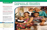 Chapter 12: Patterns of Heredity and Human Genetics › uploads › 3 › 7 › 2 › 4 › ... · 2019-12-01 · in a new problem. If a female who is homozygous recessive for PKU