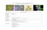 Plant Propagation Protocol for Scutellaria lateriflora L. ESRM 412 …courses.washington.edu/esrm412/protocols/SCLA2.pdf · 2017-06-12 · Species Code SCLA2 GENERAL INFORMATION Geographical