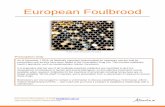 European Foulbrood - Alberta › dataset › 3df95a52-ed96-4ae7... · In Alberta, European foulbrood (EFB) is listed as a bee disease under the Alberta Bee Regulation. Typically symptoms