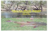 Fitzroy River Basin - Infofish Australiainfofishaustralia.com.au/wp-content/uploads/2016/11/... · 2020-04-06 · Fitzroy River Basin Effects of Ensham Mine Water on Fish 2008-09