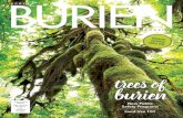 ENGLISH AÑOL - Burien · PRSRT STD Land Use 101 US Postage PAID Seattle, WA Permit No. 5859 ECRWSS Postal Customer ENGLISH AÑOL VIỆT SPRING2019 MAGAZINE trees of burien. Burien’s