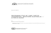 MICROBIALITES OF LAKE THETIS CERVANTES, WESTERN AUSTRALIA ...people.earth.yale.edu/sites/default/files/files... · Microbialites of Lake Thetis, Cervantes, Western Australia — a
