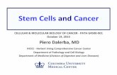 StemCells and Cancer - Columbia University · Breast Cancer (MMTV-Wnt-1) Cho et al., Stem Cells, 26:364-371 (2008) Skin Cancer (squamous cell carcinoma) Malanchi et al., Nature, 452:650-653,