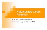 Polymerase Chain Reaction - UNC Charlottejweller2/pages/SummerCamp2011/...PCR uses (applications) 1. Research (enough DNA to study) 2. DNA fingerprinting (forensics) 3. Detection of