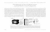 DEVEL OPM ENT AND N EUR OBIOLO GY Assistant Editor: Paul j. · Development ofthe Cerebral Cortex: 1. Forming the Cortical Structure PASKO RAKIC, M.D.• SeD.. AN D PAUL]. LOMBROSO.
