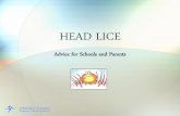 Head Lice - Interlake-Eastern Regional Health Authority€¦ · Head Lice – The Facts •Nits are actually the empty egg cases of head lice •Nits can remain weeks or even months