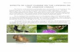 EFFECTS OF LIGHT CHANGE ON THE LIFESPAN ON THE … › ecosummer › eco2013 › dox › caterpillar_ethan.pdfBibliography: Opler, Paul A. A Field Guide to Eastern Butterflies. Houghton