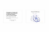 Visual Pathway - University of California, San Diegodasgupta/254-neural-ul/dalin.pdf · Visual Pathway. Primary Visual Cortex (V1) ... Deﬁnition: The particular region of the sensory