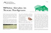 White Grubs in Texas Turfgrass - Texas A&M AgriLife › citybugstest › files › 2016 › 07 › ... · 2016-07-18 · mant period white grubs do little or no feeding and cause