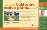 •Native plants often need less water and care than other ......native birds and insects. •Native plants bring the beauty of wild California to your home. This drought-tolerant