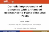Genetic Improvement of Bananas with Enhanced Resistance …ipbo.vib-ugent.be/wp-content/uploads/2018/09/Tripathi-2018.pdfA member of CGIAR consortium • Integration only occur in