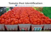 Tomato Pest Identification - ipm.uconn.eduipm.uconn.edu/documents/documents/App-TomatoPestIdentification3.pdfTomato Pests Tomato/tobacco hornworm: large, green caterpillar with white