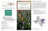What is a Prairie? BLACKLAND PRAIRIE - North Texas Master ...public.ntmn.org › wp-content › uploads › 2015 › 04 › FIELD_GUIDE_web.pdfWhat is a Prairie? The land you’re