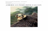 american peregrine falcon profile - Reason Foundation › ... › american_peregrine_falcon_profile.pdf · Endangered Species Act.”—U.S. Fish and Wildlife Service2 2) “Today,