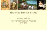 The Rat Terrier Breed - American Kennel Club › judges › Rat_Terrier.pdf · 2015-07-06 · Rat Terriers to Whippets and Italian Greyhounds for “speed”. Farmers in the Central