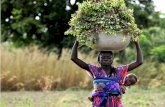 Sustainable research partnerships - SSC - Eng · Sustainable research partnerships for global food security ... sustainable intensification of the world’s productive lands , the