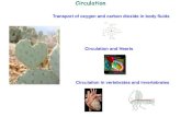 Animal Physiology, Chapter 23faculty.fiu.edu › ~noriegaf › 1.power points comp... · Circulation and Hearts Circulation in vertebrates and invertebrates. Hemoglobin is a metalloprotein,