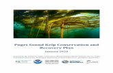 Puget Sound Kelp Conservation and Recovery Plan â€؛ media â€؛ 2880 â€؛ pugetsoundkelpconservatiآ  Kelp