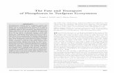 The Fate and Transport of Phosphorus in Turfgrass Ecosystems · 2014-12-17 · The Fate and Transport of Phosphorus in Turfgrass Ecosystems Douglas J. Soldat* and A. Martin Petrovic