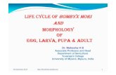 3.life cycle morphology of silkworm - DR. H.B. …...LIFE CYCLE OF BOMBYX MORI AND MORPHOLOGY OF EGG, LARVA, PUPA & ADULT Dr. Mahesha H B Associate Professor and Head Department of
