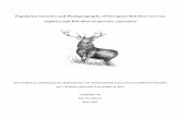 Population Genetics and Phylogeography of European Red Deer · While mtDNA has proved to be powerful for genealogical and evolution-ary studies of animal populations, microsatellite