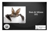 Bats & Mines 101 - Montana Technological University › mwtp › 2019_presentations › ... · Bats Eat Pests…Lots of Them Little brown bat can eat 1,200 mosquito-sized insects