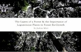 The Layers of a Forest & the Importance of › 2015 › ... · 2015-03-23 · – Dave Jacke, Edible Forest Gardens Vol.1 ‘Managed sustainably, a healthy forest can be become a