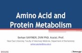 Amino Acid and Protein Metabolism - biyokimya.vetbiyokimya.vet/documents/biyokimya/Amino_Acid_and_Protein_Metab… · •Amino acids removed from the tissue pool are replaced through