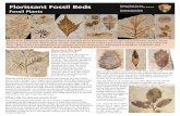 Fossil Plants - National Park Service · Fossil Plants How were the fossil plants preserved? Most of the plant diversity at Florissant comes from the abundance of plants preserved