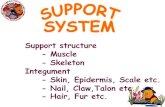 Support structure - Muscle - Skeleton Integument - Skin ... · Integument - Skin, Epidermis, Scale etc. - Nail, Claw,Talon etc. - Hair, Fur etc. Differ or Same Determined animal shape.