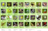 WARBLERS NON-WARBLERS€¦ · warbler Great crested flycatcher Eastern phoebe Veery Scarlet tanager Pine warbler Photo credits: Credit Valley Conservation: 1, 4, 6, 13, 22 Andrea