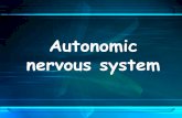 Autonomic nervous system Divisions of the autonomic nervous system: •The parasympathetic fibers have a long preganglionic fiber, the ganglia being close to or embedded in the effector