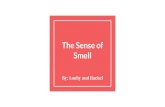 Smell The Sense of · Physiology of Smell… Group of genes encodes proteins that help detect each specific odor 1. An odor reaches nasal cavity and diffuses through the air 2. These