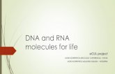 DNA and RNA - Itis Cardano Pavia :: Home · 2016-12-09 · RNA Ribonucleic acid (RNA) is a polymeric molecule implicated in various biological roles in coding, decoding, regulation,