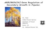 ARBORKNOX2Gene Regulation of Secondary Growth in Populus. · Secondary Growth is a Continual Developmental Process • Vascular cambium cells process periclinal division, their daughter