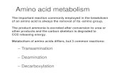 Amino acid metabolism - JSMU Lecture... · Transamination In transamination • Amino acids are degraded in the liver. • An amino group is transferred from an amino acid to an -keto