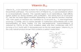 Vitamin B12 - WordPress.com · Vitamin B 12 Vitamin B 12, is an essential co-factor for carrying out numerous rearrangements in biosynthetic pathways. The common form of Vitamin B