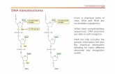 VIII lezione.ppt [modalità compatibilità] · DNA as a template Nanobiotecnologie The enzymes glucose oxidase (GOx) and horseradish peroxidase (HRP) were modified with nucleic acid
