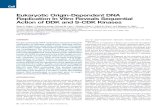 Eukaryotic Origin-Dependent DNA Replication In Vitro ...web.mit.edu/bell-lab/_include/publications/mmc2 (4).pdf · Eukaryotic Origin-Dependent DNA Replication In Vitro Reveals Sequential