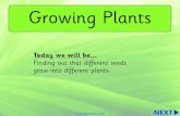 Growing Plants - fritchley.derbyshire.sch.uk€¦ · BACK  NEXT Lots of plants grow from seeds, like sunﬂowers and poppies!