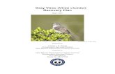 Gray Vireo Recovery Plan Final - NMDGF - New Mexico ... · Gray Vireo Recovery Plan Page 6 New Mexico Dept. of Game & Fish The Plumbeous Vireo is similar in appearance, but is one